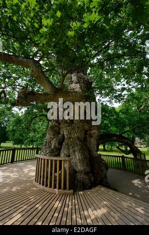 Frankreich-Morbihan Broceliande Wald Guillotin Eiche ist eine hohle Eiche über 1000 Jahre alt Stockfoto