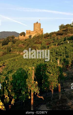 Frankreich Haut Rhin Elsass Wein Route Kaysersberg Weinberg und der Bergfried der Burg Stockfoto