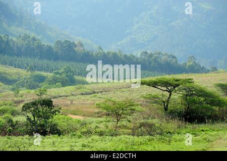 Swasiland Hhohho Bezirk Ezulwini Tal (Tal des Himmels) Mlilwane Wildlife Sanctuary Stockfoto