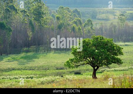 Swasiland Hhohho Bezirk Ezulwini Tal (Tal des Himmels) Mlilwane Wildlife Sanctuary Stockfoto