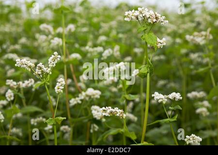 Frankreich-Morbihan-Knie-Buchweizen (Fagopyrum Esculentum) in Blüte Stockfoto