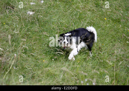 Hund, Border Collie, Saint-Pierre de Chartreuse, Isere, Rhone-Alpes, Frankreich. Stockfoto