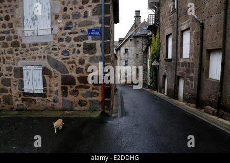 France Cantal Parc Naturel Regional des Vulkane d ' Auvergne (natürlichen regionalen Park der Vulkane d ' Auvergne) Vic Sur Wachshaut Katze in Stockfoto