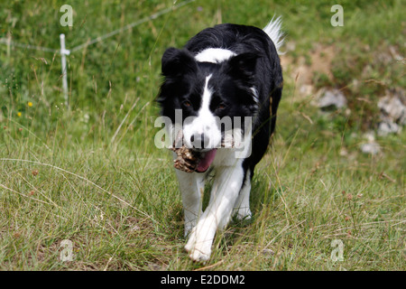 Hund, Border Collie, Saint-Pierre de Chartreuse, Isere, Rhone-Alpes, Frankreich. Stockfoto