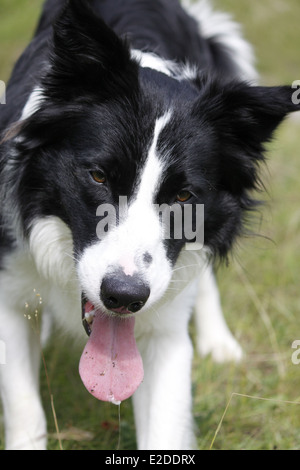 Hund, Border Collie, Saint-Pierre de Chartreuse, Isere, Rhone-Alpes, Frankreich. Stockfoto