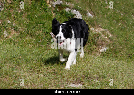 Hund, Border Collie, Saint-Pierre de Chartreuse, Isere, Rhone-Alpes, Frankreich. Stockfoto