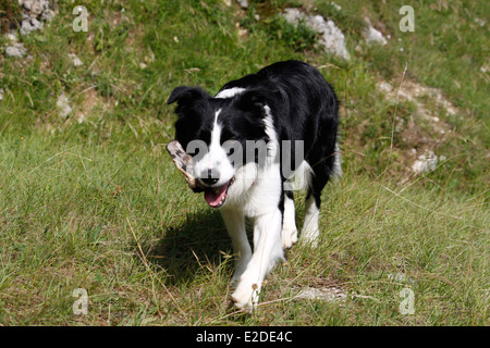 Hund, Border Collie, Saint-Pierre de Chartreuse, Isere, Rhone-Alpes, Frankreich. Stockfoto