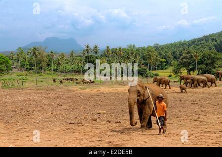 Sri Lanka Sabaragamuwa Provinz Sabaragamuwa Bezirk Pinnawala Elephant und seinen Mahout mit einer Herde und einem Wald von Hintergrund Stockfoto