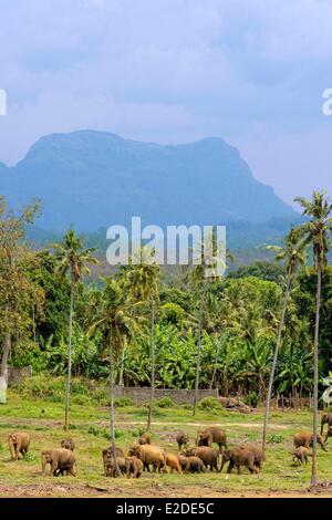 Sri Lanka Sabaragamuwa Provinz Sabaragamuwa Bezirk Pinnawala Herde Elefanten mit einem Wald von Kokospalmen und einem Hintergrund Stockfoto