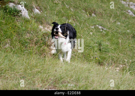 Hund, Border Collie, Saint-Pierre de Chartreuse, Isere, Rhone-Alpes, Frankreich. Stockfoto