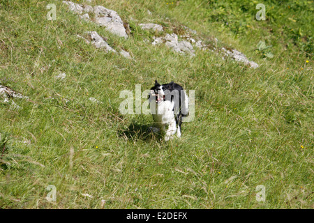 Hund, Border Collie, Saint-Pierre de Chartreuse, Isere, Rhone-Alpes, Frankreich. Stockfoto