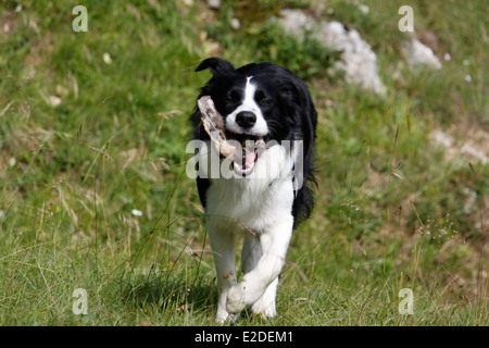 Hund, Border Collie, Saint-Pierre de Chartreuse, Isere, Rhone-Alpes, Frankreich. Stockfoto