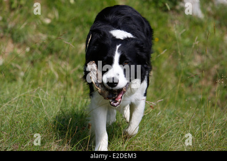 Hund, Border Collie, Saint-Pierre de Chartreuse, Isere, Rhone-Alpes, Frankreich. Stockfoto