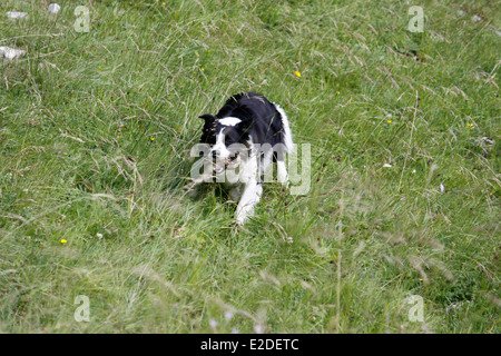 Hund, Border Collie, Saint-Pierre de Chartreuse, Isere, Rhone-Alpes, Frankreich. Stockfoto