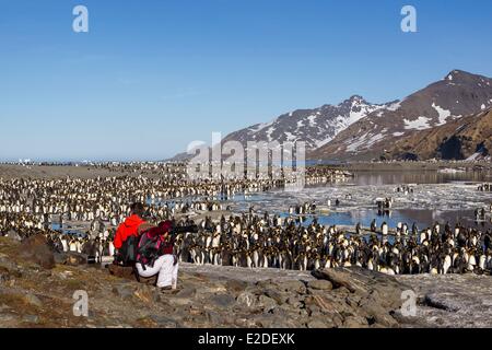 Antarktis South Georgia Island Saint Andrews Ebenen Königspinguin (Aptenodytes Patagonicus) Yougs in braun und Erwachsene Stockfoto