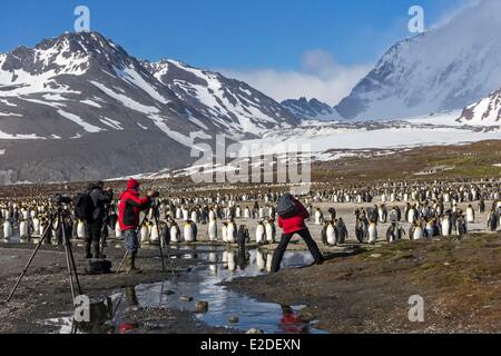 Antarktis South Georgia Island Saint Andrews Ebenen Königspinguin (Aptenodytes Patagonicus) Erwachsene Stockfoto