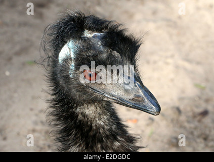 Detaillierte Nahaufnahme des Kopfes von einem Reifen australischen Emu (Dromaius Novaehollandiae) Stockfoto