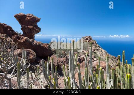 Spanien, Kanarische Inseln, Gran Canaria, Westküste, Anden Verde, Kaktus Stockfoto