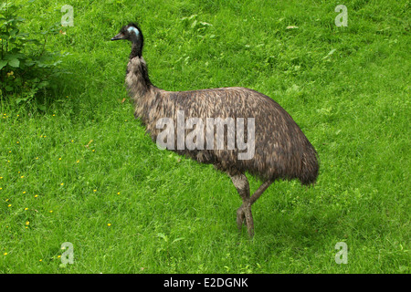 Reifen Sie australischen Emu (Dromaius Novaehollandiae) zu Fuß auf einer Wiese Stockfoto