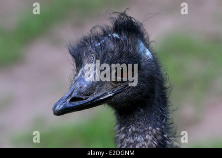 Detaillierte Nahaufnahme des Kopfes von einem Reifen australischen Emu (Dromaius Novaehollandiae) Stockfoto