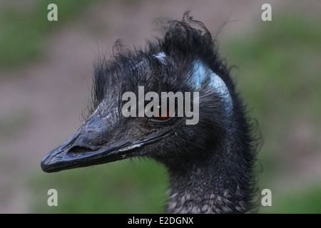 Detaillierte Nahaufnahme des Kopfes von einem Reifen australischen Emu (Dromaius Novaehollandiae) Stockfoto