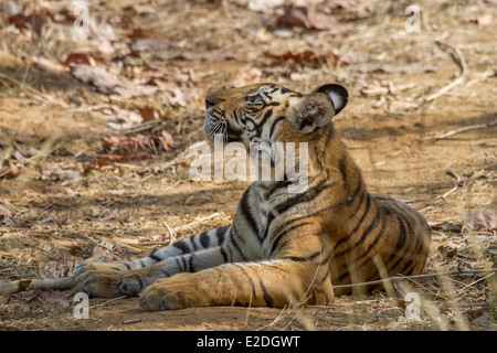 Tigerbaby im Schatten, in Bandhavgarh National Park Madhya Pradesh Indien Asien Stockfoto