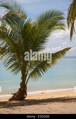 Palmen am Strand von Ko Ngai, einer tropischen Insel in der Andaman See rund um Thailand. Foto V.D. Stockfoto