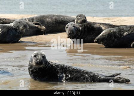 Irland County Wexford Wexford Wexford Bay Kegelrobben (Halichoerus Grypus) Stockfoto