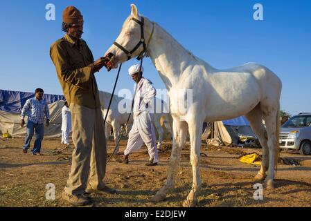 Indien Rajasthan state Nagaur Nagaur Vieh Messe ist die größte Messe ihrer Art im Land, die die Marwari Pferde verkauft werden Stockfoto