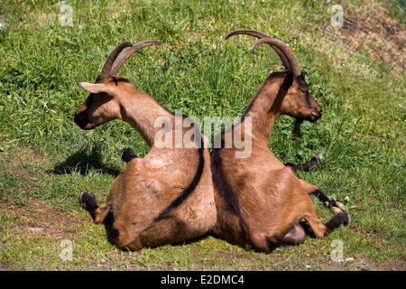 Frankreich Haute Savoie Morzine-Avoriaz Les Lindarets Weiler Ziegen Stockfoto