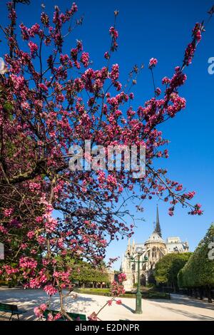 Frankreich Paris Ile De La Cité Notre-Dame und eine Pflaumenblüte Square Jean XXIII Stockfoto