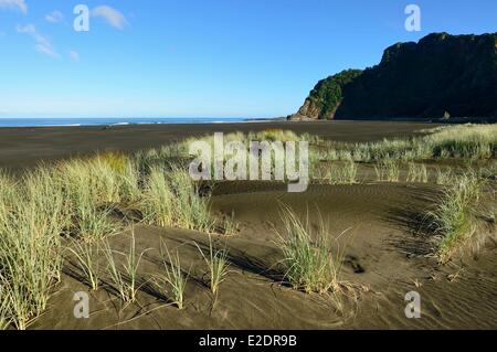 Neuseeland Nord Insel Northland Region im Herzen des Regionalparks Waitakere Ranges der schwarzen Sand Strand Karekare Stockfoto