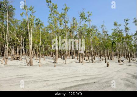 Bangladesch, die als Weltkulturerbe der UNESCO eines der weltweit größten Mangrovenwälder ist der Sundarbans aufgeführt (140 000 ha) Stockfoto