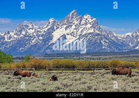 Vereinigten Staaten Wyoming Grand Teton National Park Wisente Weiden mit der Teton Range und Grand Teton (4.199 m/13.775 ft) höchste Stockfoto