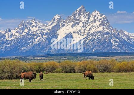 Vereinigten Staaten Wyoming Grand Teton National Park Wisente Weiden mit der Teton Range und Grand Teton (4.199 m/13.775 ft) höchste Stockfoto