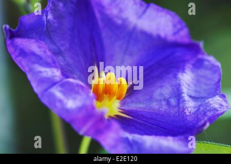 Frankreich Morbihan Solanaceae Paraguay Nachtschatten oder blaue Kartoffel Strauch (Solanum Rantonnetii) Stockfoto