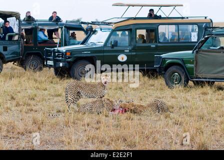 Kenia-Masai Mara National Reserve Geparden (Acinonyx Jubatus) mit einer Beute (Impala) Stockfoto