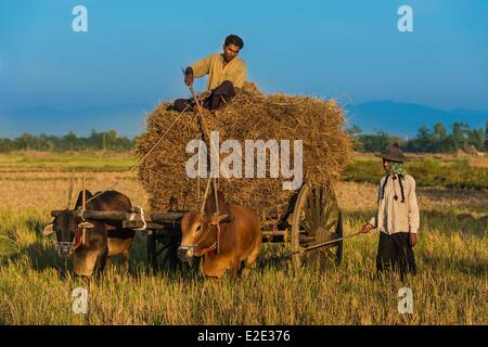 Myanmar (Burma) Naypyitaw Naypyitaw Feld Abteilung auf der Straße von Naypyitaw nach Bago Stockfoto