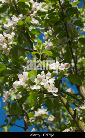 Nahaufnahme von Apfelblüten Blüten Blumen blühen auf Baum im Frühling England GB Vereinigtes Königreich GB Großbritannien Stockfoto