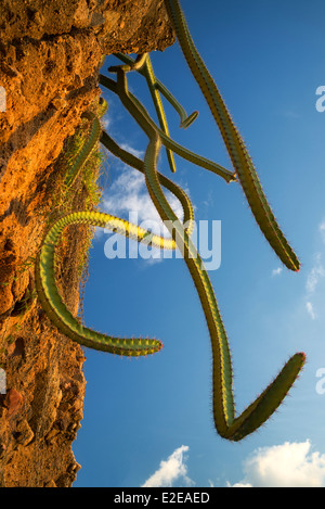 Kakteen wachsen am Hang. Punta Mita, Mexiko Stockfoto