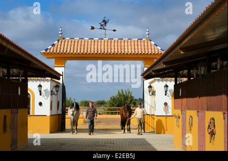 Spanien Andalusien Sevilla Provinz Utrera Ayala-Gestüt (Yeguada Ayala)-Andalusier auch bekannt als die reinen Spanisch Stockfoto