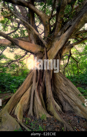 Weiße Feigenbaum (Higuera Blanca, mit geteilten Blatt Philodendron. Punta Mita, Mexiko. Stockfoto