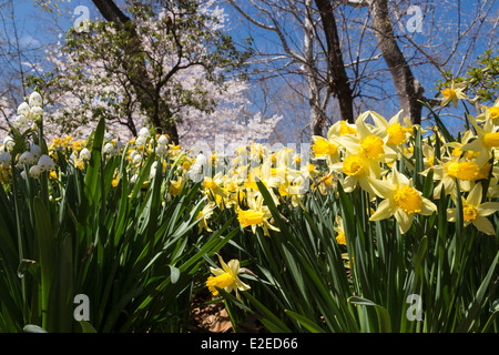 Narzissen in voller Blüte, Frühling in Central Park, New York, USA Stockfoto