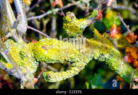 Lychin auf einem Ast in der Hecke Stockfoto