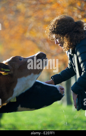 Frau streichelte eine Kuh, die ihr für einige Aufmerksamkeit kommt Stockfoto