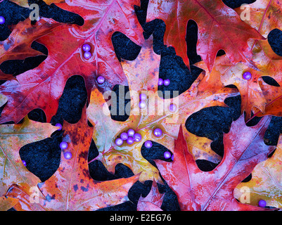 Beautyberry Beeren (Callicarpa) und Herbst Ahornblätter. Wilsonville, Oregon Stockfoto