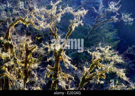 Hinterleuchtete Moos auf Eichen. Eagle Creek, Oregon Stockfoto