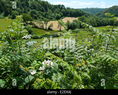 Llanwrda Carmarthenshire Wales UK, 19. Juni 2014.  Wildblumen und Gräser blühen in der Hecke in feine Sommerwetter unter blauem Himmel in Carmarthenshire Wales. Warmes trockene Wetter ist weiterhin am Wochenende und in der kommenden Woche im Westen von Wales. Kathy DeWitt/Alamy Live-Nachrichten Stockfoto