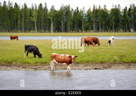 Schweden, Grafschaft Vasterbotten, Umea, Europäische Kulturhauptstadt 2014, Kuh-Herde entlang des Flusses Ume (UmeΣlven) Stockfoto