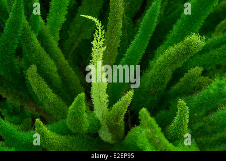 Nahaufnahme von Spargel Farn. Maui, Hawaii Stockfoto